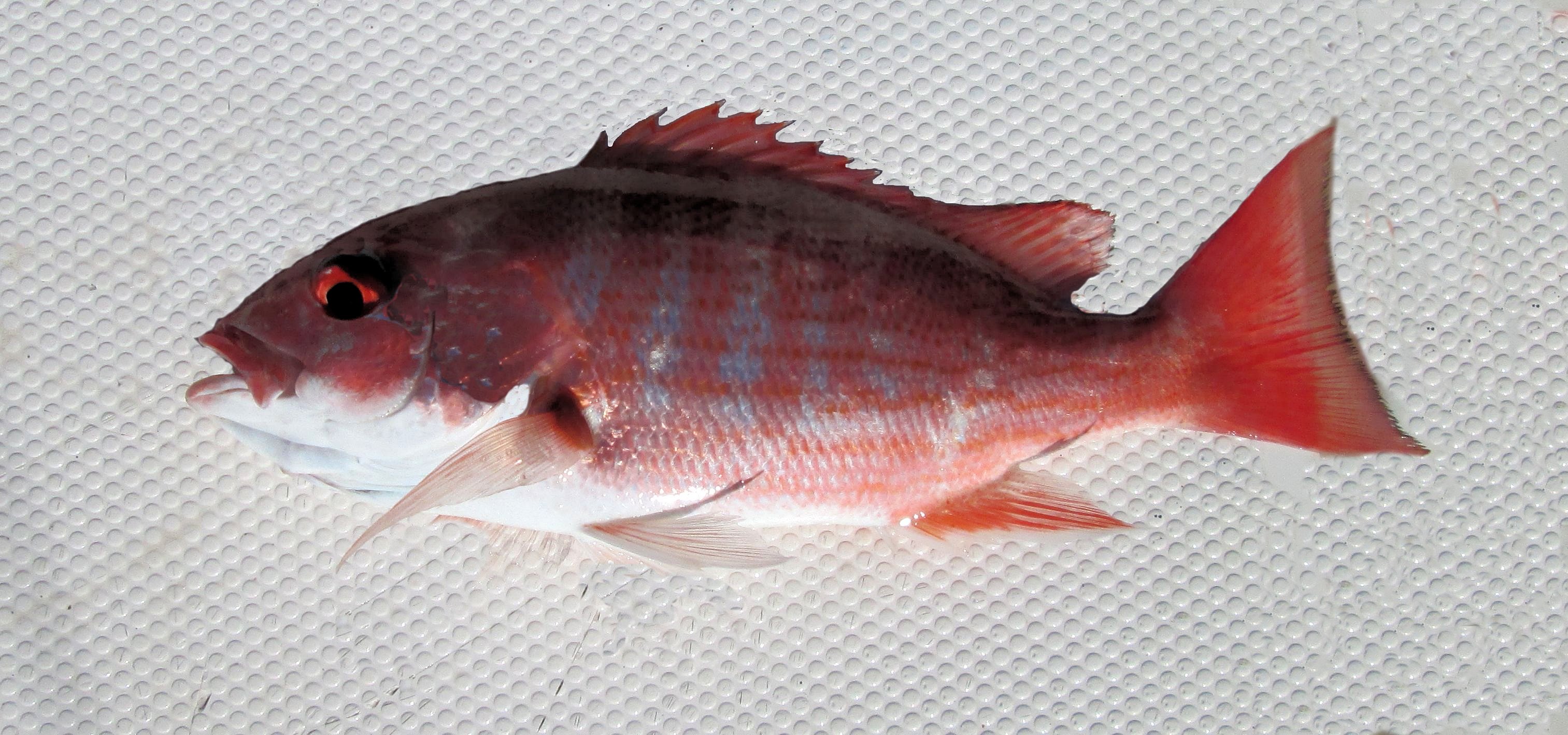 red snapper fish