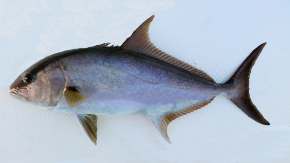 omber fish