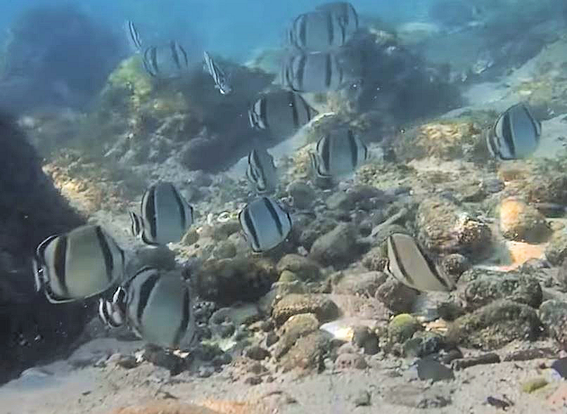 Threebanded Butterflyfish Mexican Fish