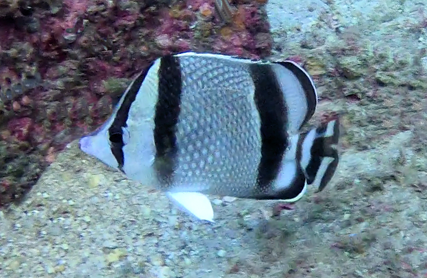 Threebanded Butterflyfish Mexican Fish