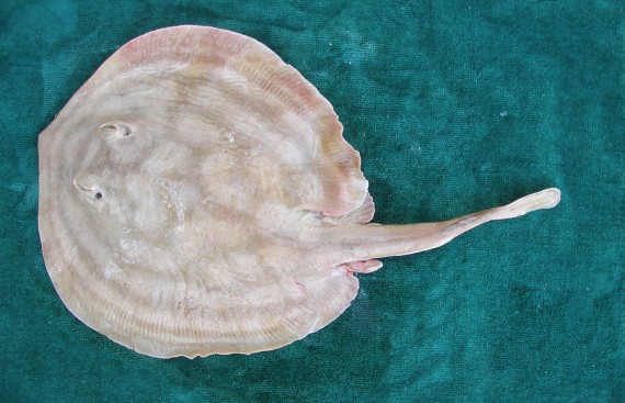 Reef Stingray