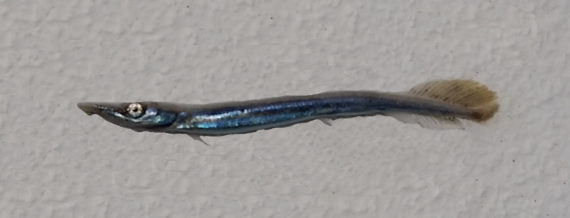 Needlefish Sp. (1)