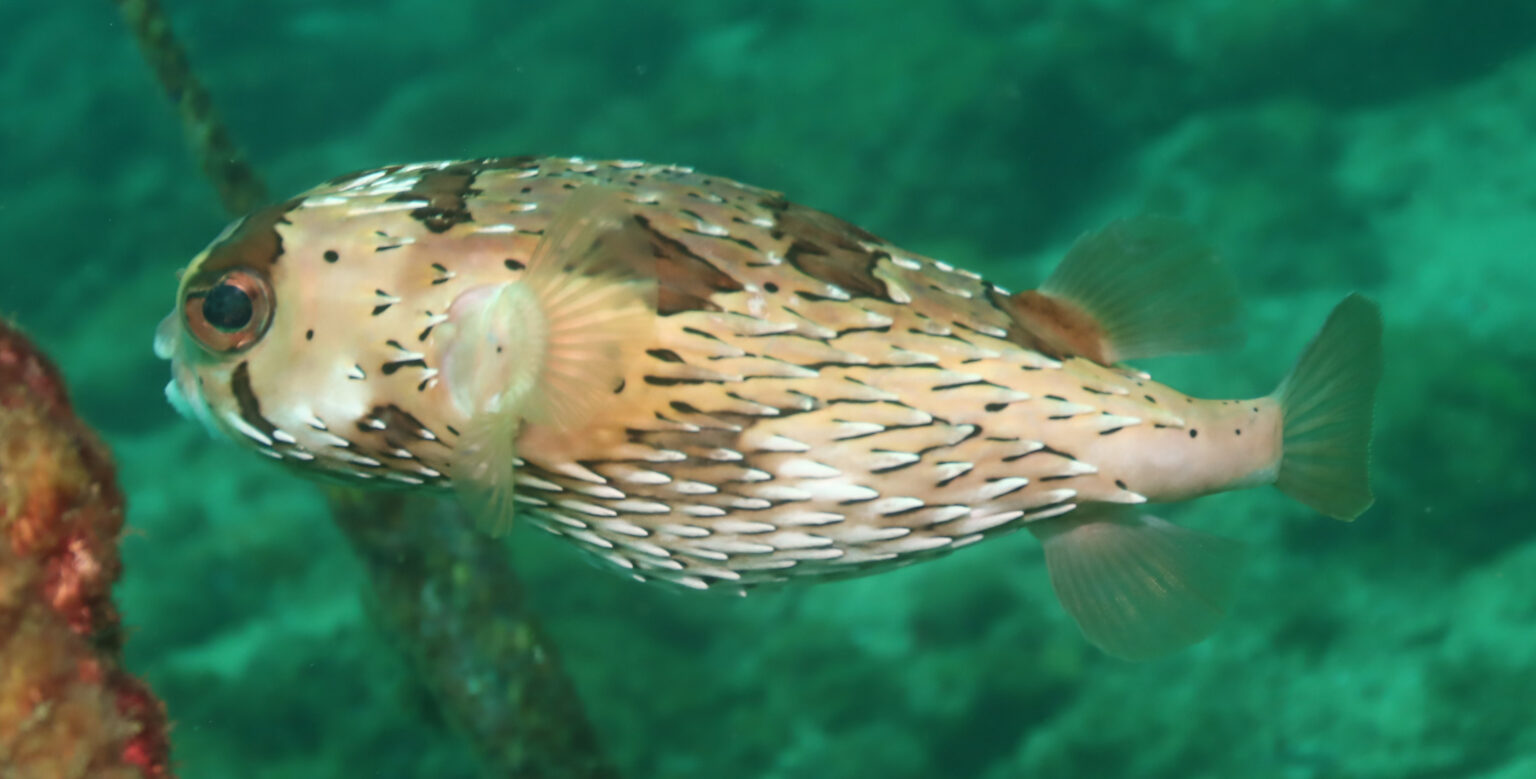Balloonfish | Mexican Fish.com