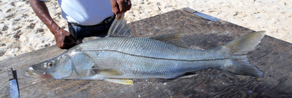 White Snook (4)