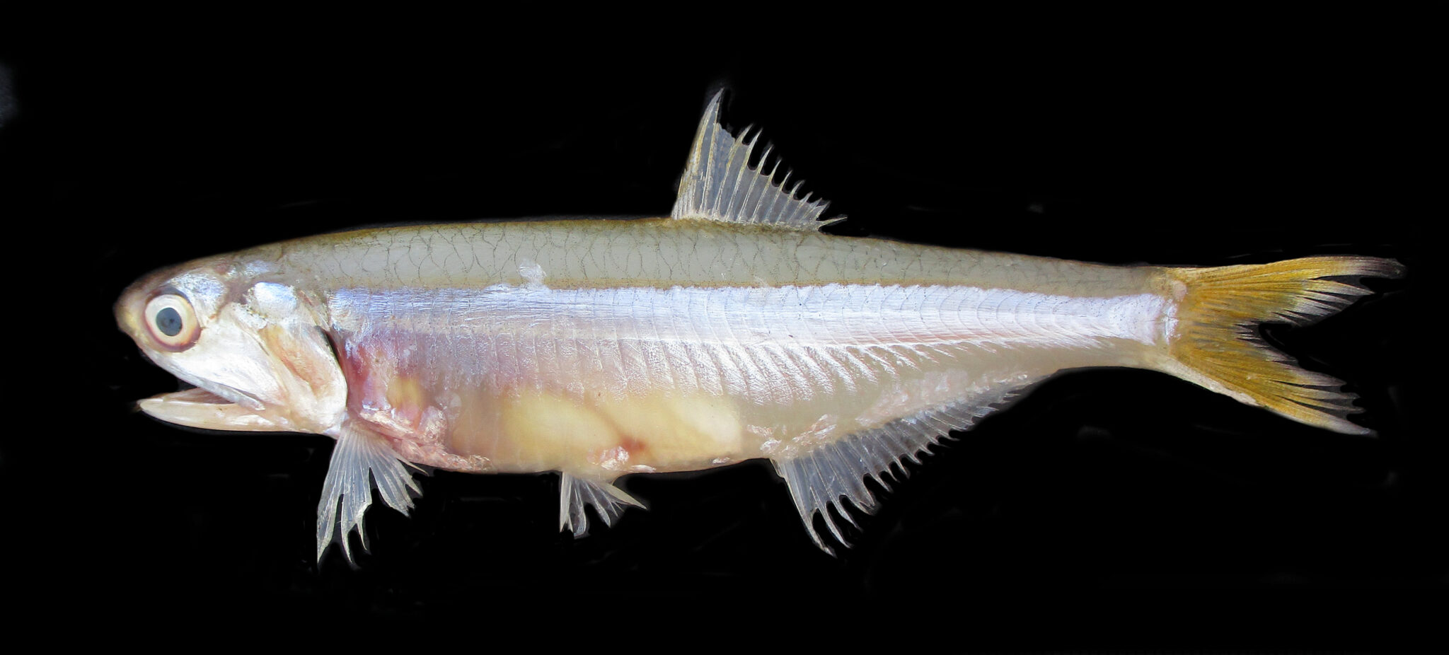 Yellow Anchovy | Mexican Fish.com