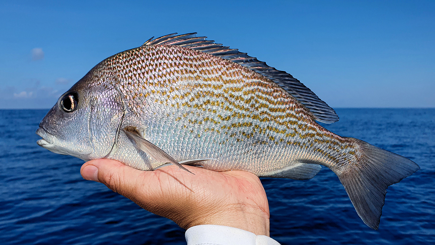 Humpback Grunt | Mexican Fish.com