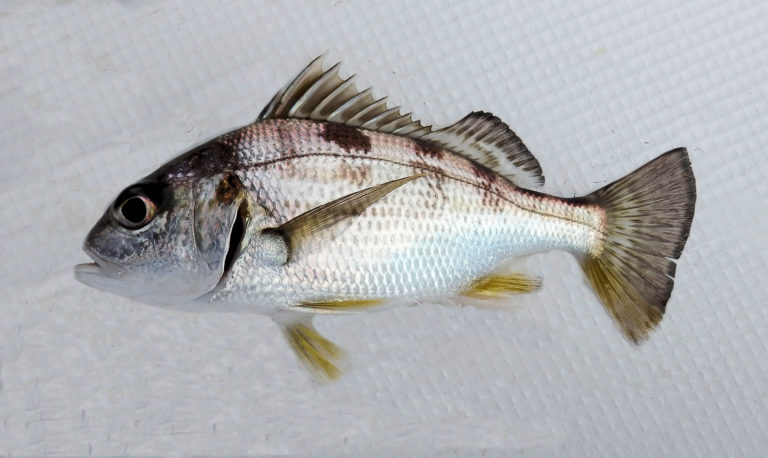 Grunt Family Photographs, and Information – Haemulidae | Mexican Fish.com