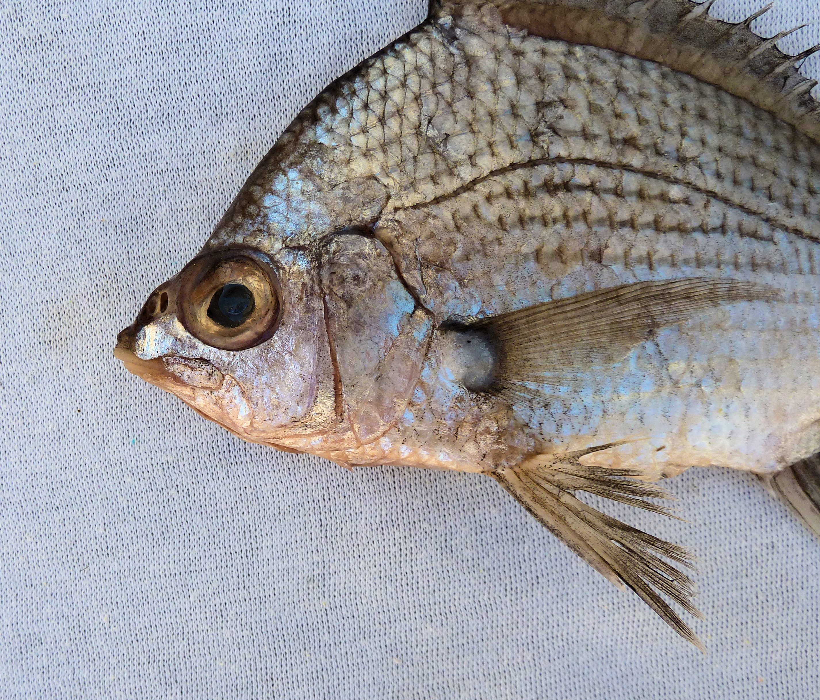 List 101+ Pictures what kind of fish is a mojarra Updated