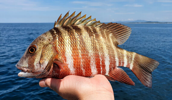 pargo fish