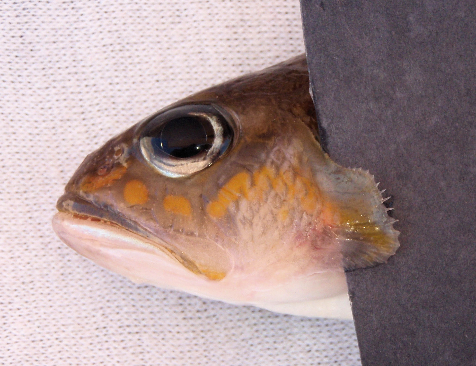 Orange-spotted Sand Perch | Mexico – Fish, Birds, Crabs, Marine Life ...