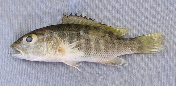 Dog Snapper, Lutjanus novemfasciatus: Fish collected out of the Km 17, El Tule, Cabo Real, Baja California Sur, April 2009, during a rare occasion when fresh water was flowing in the river. Size: 5.8 cm (2.3 inches).