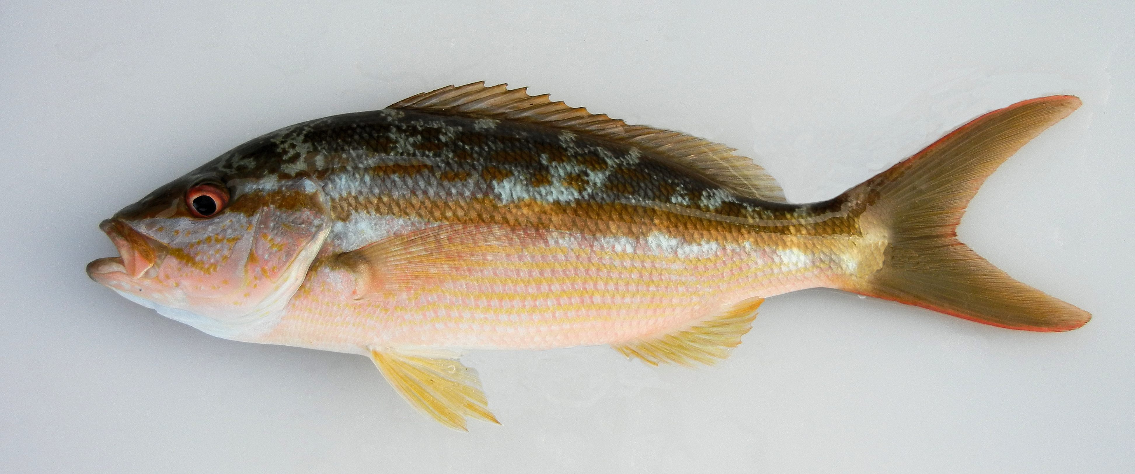 yellow tail snapper