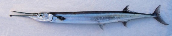 Keeljaw Needlefish