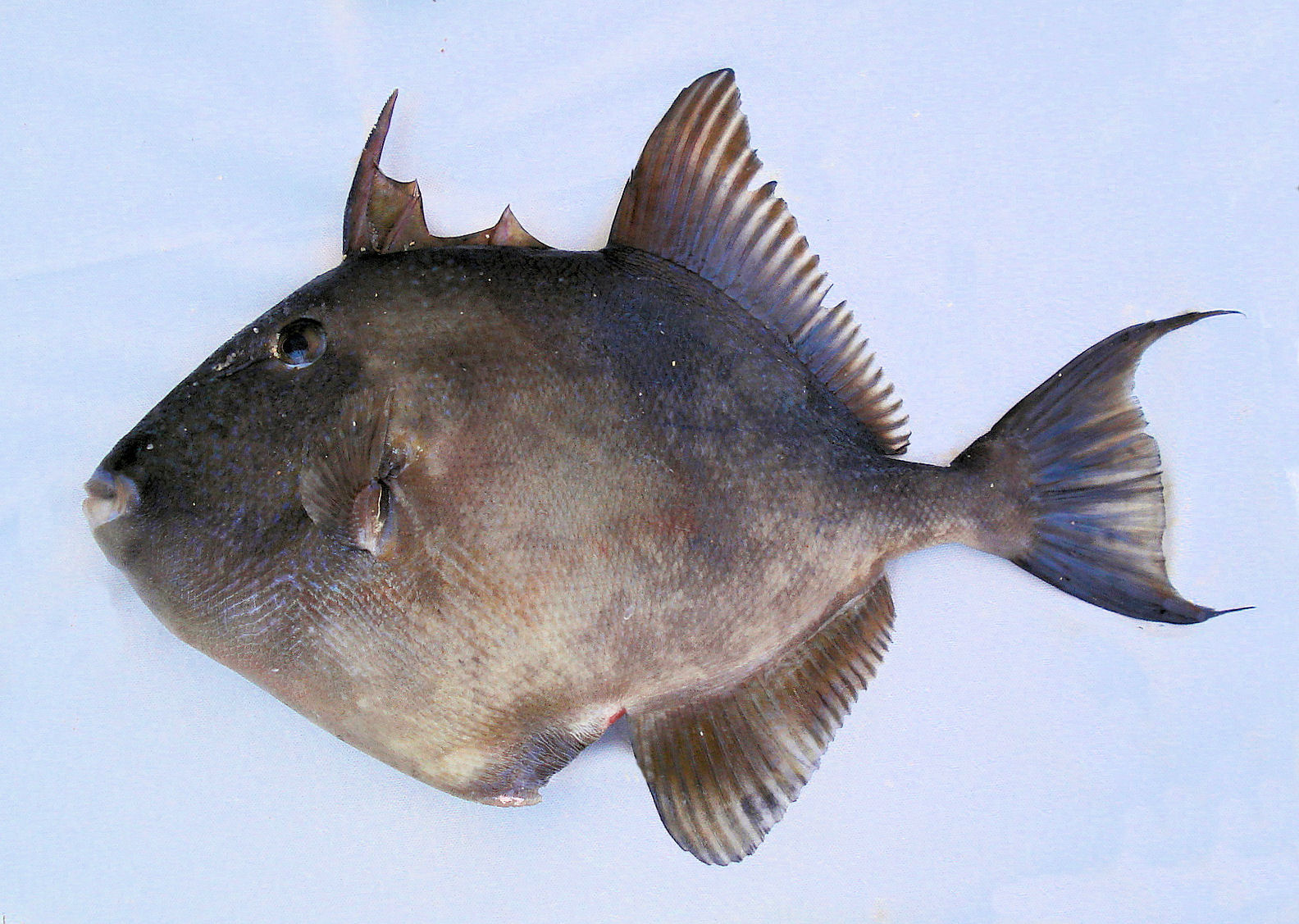 Finescale Triggerfish Mexico Fish, Birds, Crabs, Marine Life
