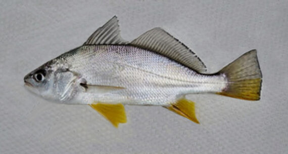 Silver Stardrum | Mexican Fish.com