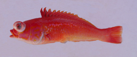 Bleeding Wrasse (7)