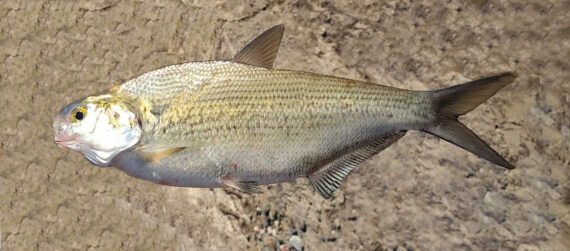 https://mexican-fish.com/wp-content/uploads/F1048-Gizzard-Shad-1-570x251.jpg