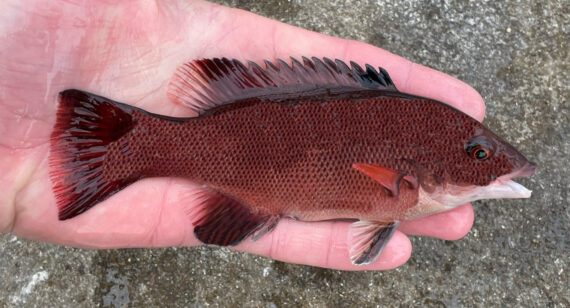 Cabeza de oveja de California | Pescado Mexicano.comCabeza de oveja de California | Pescado Mexicano.com  