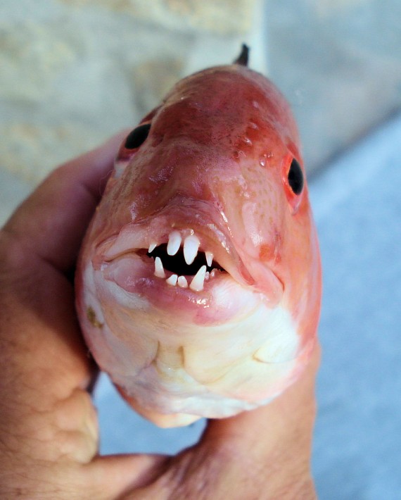 California Sheephead | Mexican Fish.comCalifornia Sheephead | Mexican Fish.com  