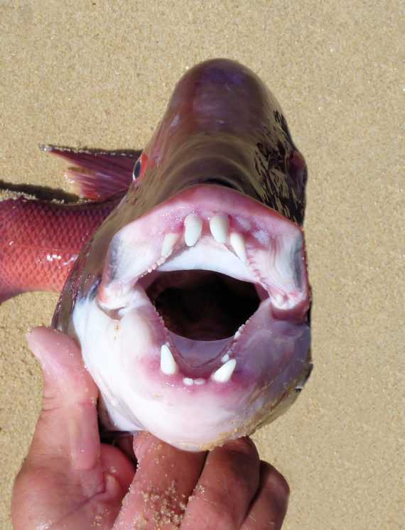 California Sheephead | Mexican Fish.comCalifornia Sheephead | Mexican Fish.com  