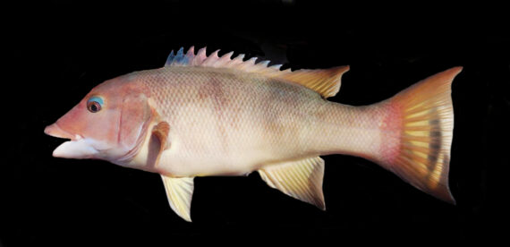 California Sheephead | Mexican Fish.comCalifornia Sheephead | Mexican Fish.com  