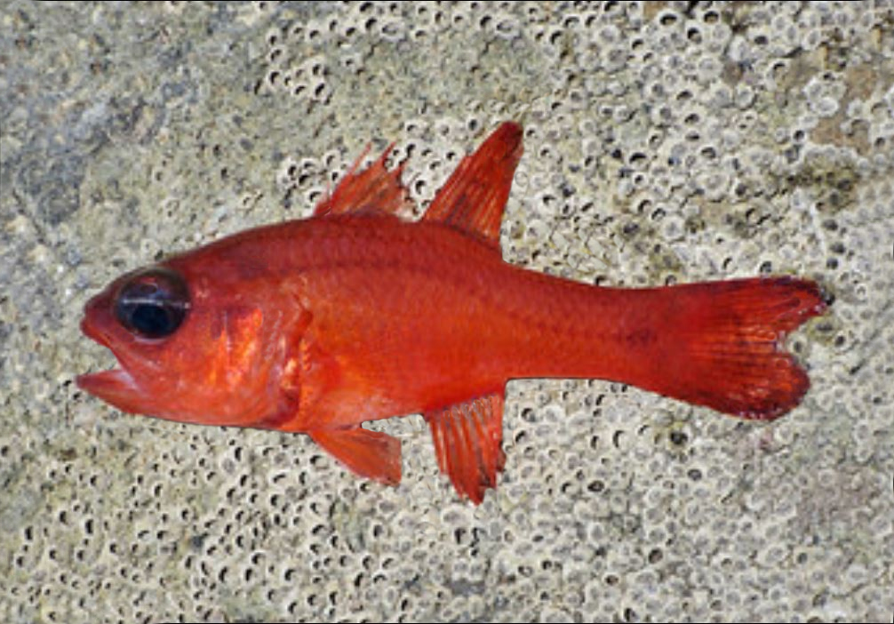 Cvardinalfish Tailspot Cardinalfish | Mexican Fish.com