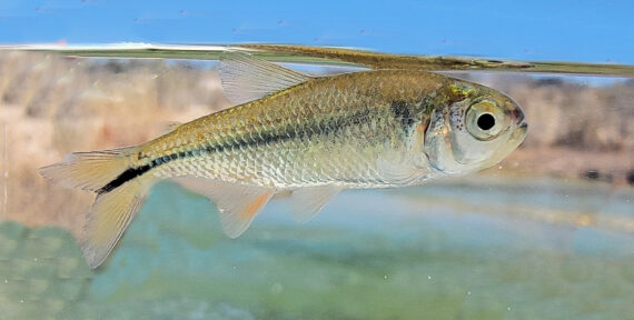 What Do You Call A Fish With No Eyes? Mexican Tetra 