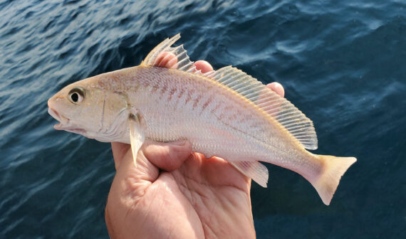 Gulf Croaker  Mexican Fish.com