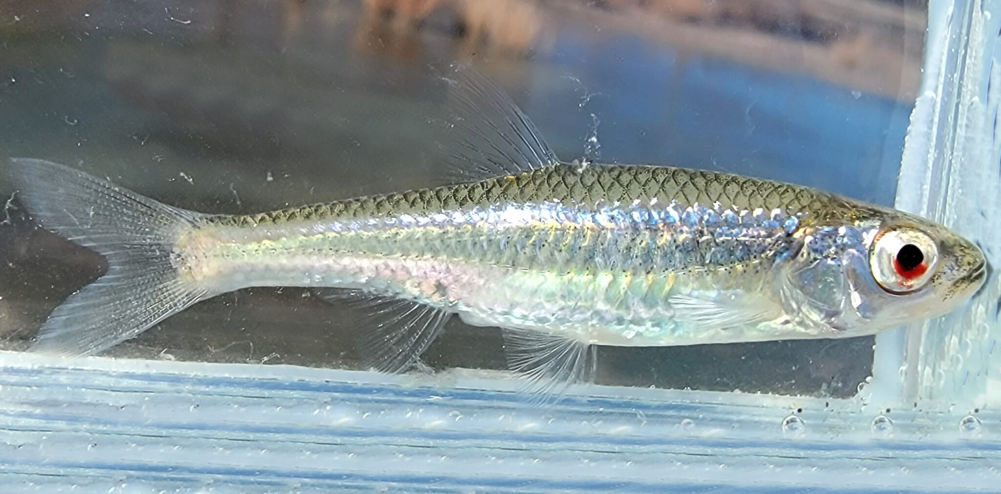 Texas Shiner | Mexican Fish.com