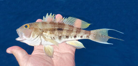 Bank Sea Bass  Mexican Fish.com