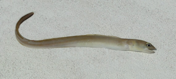 White Eel