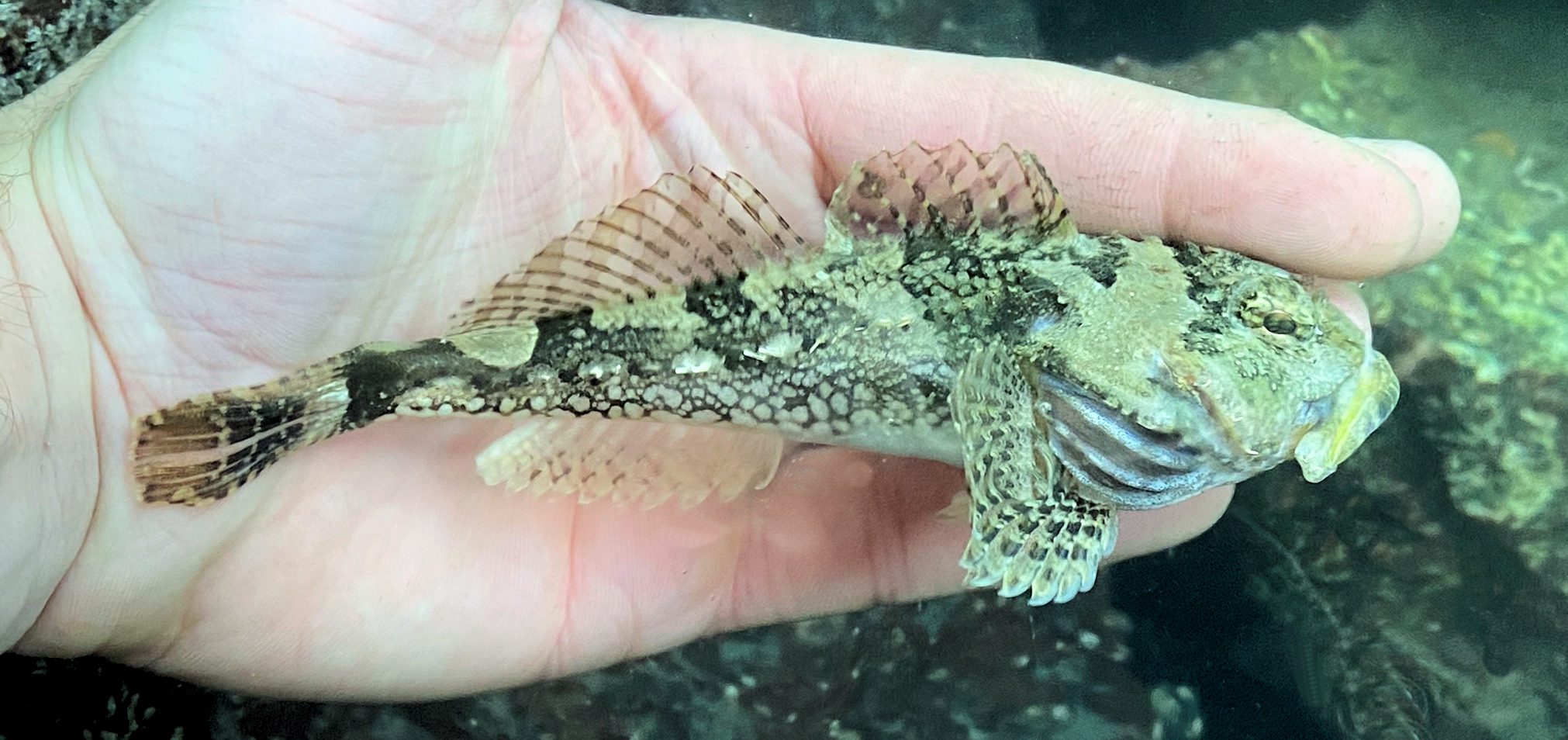 Bonyhead Sculpin | Mexican Fish.com