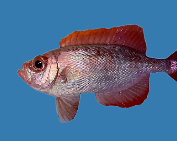 Red Bigeye Fish: 3 Families of Amazing Fish with Big Eyes