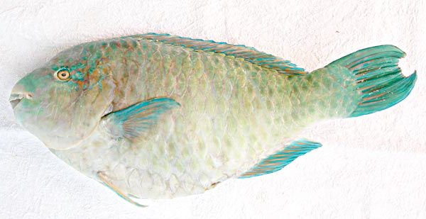 Azure Parrotfish | Mexico – Fish, Birds, Crabs, Marine Life, Shells and ...
