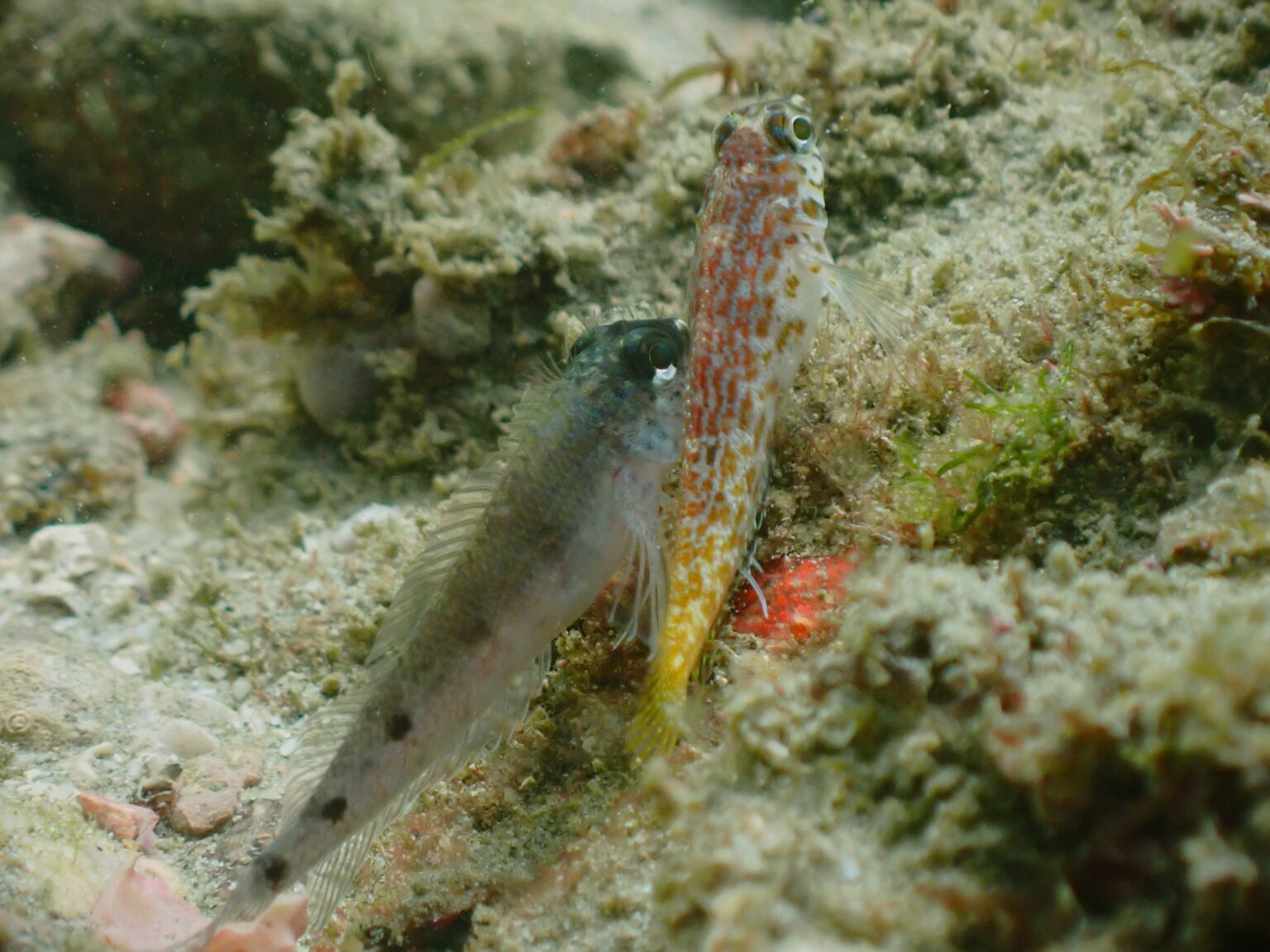 Mexican Margarita Blenny | Mexican Fish.com