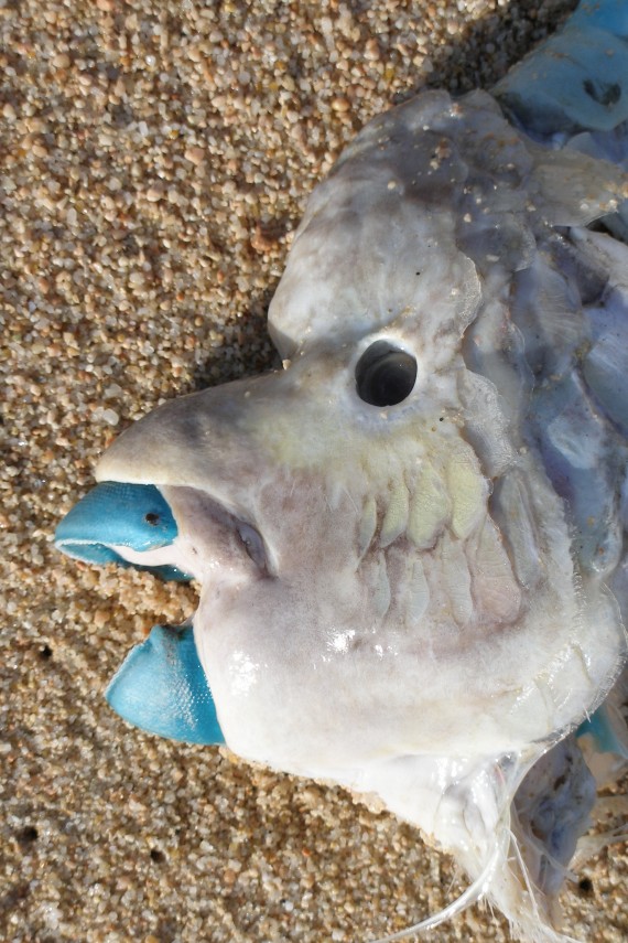 Bumphead Parrotfish Mexico Fish Birds Crabs Marine Life Shells