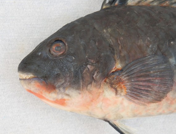 Loosetooth Parrotfish