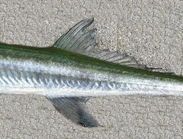 Houndfish | Mexican Fish.com