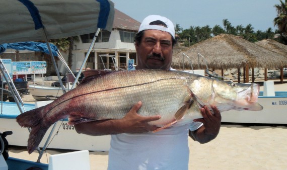 White Snook