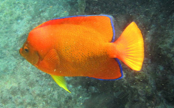 Clarion Angelfish | Mexico – Fish, Birds, Crabs, Marine Life, Shells ...