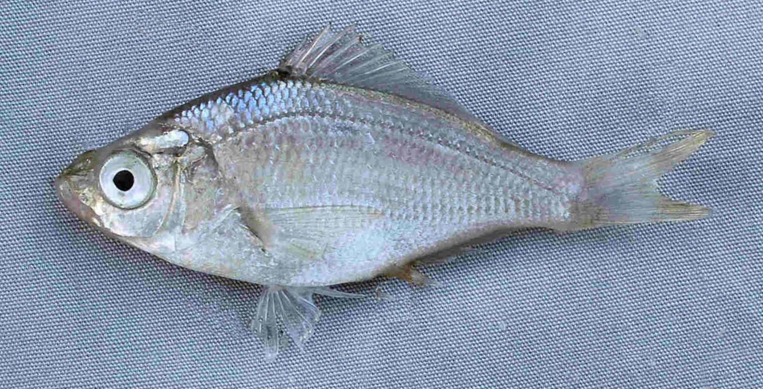 What Kind Of Fish Is Mojarra