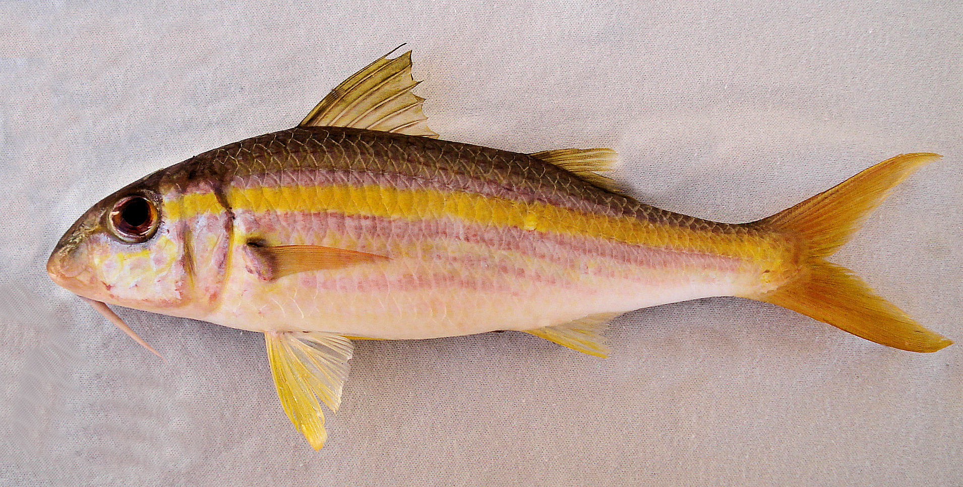 goatfish-family-photos-and-information-mullidae-mexico-fish