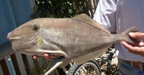 Download Unicorn Filefish | Mexico - Fish, Birds, Crabs, Marine ...