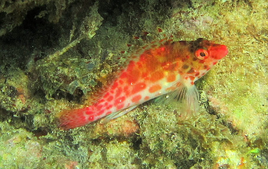 Coral Hawkfish | Mexican Fish.com