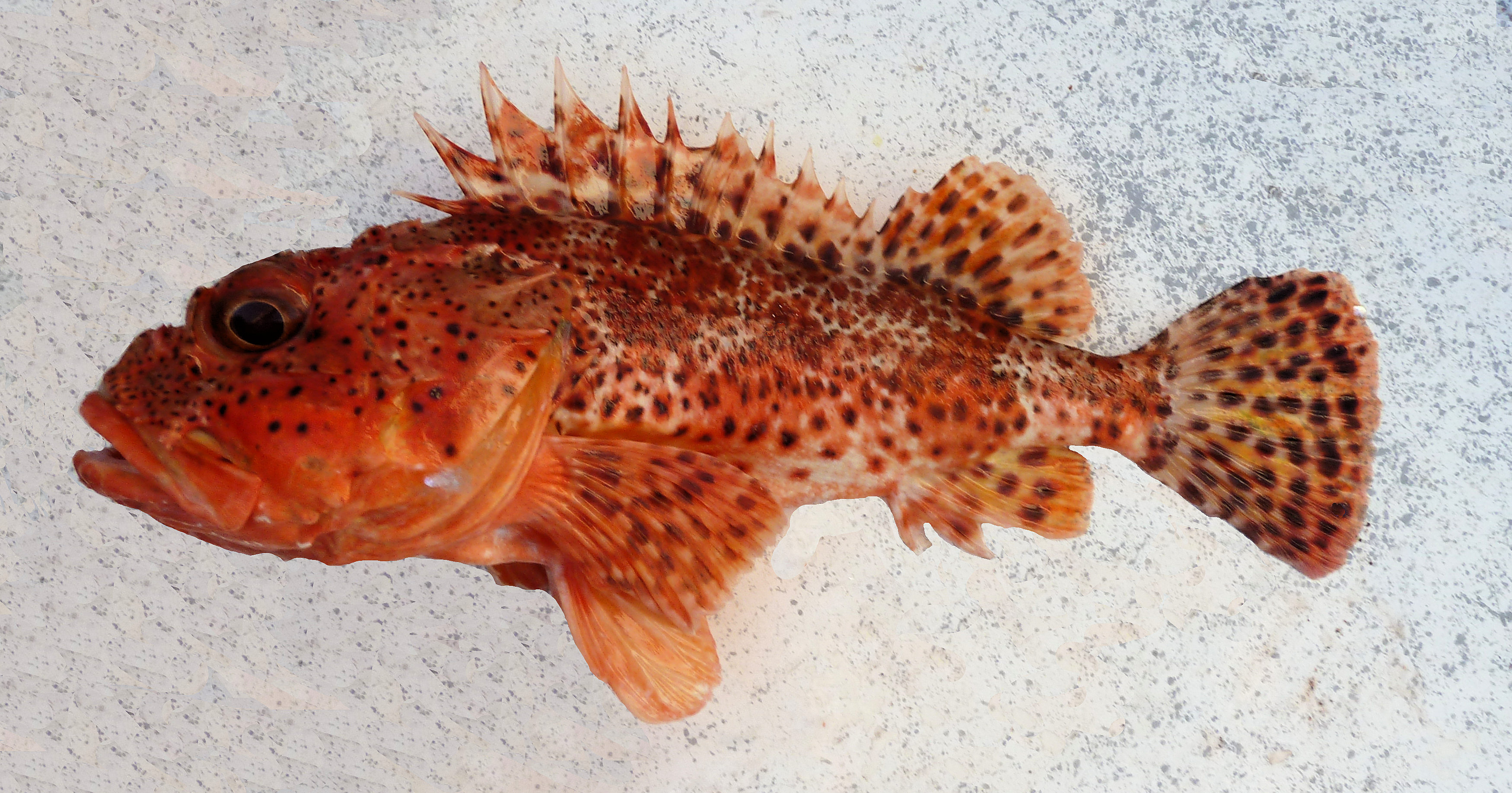 California Scorpionfish | Mexican Fish.com