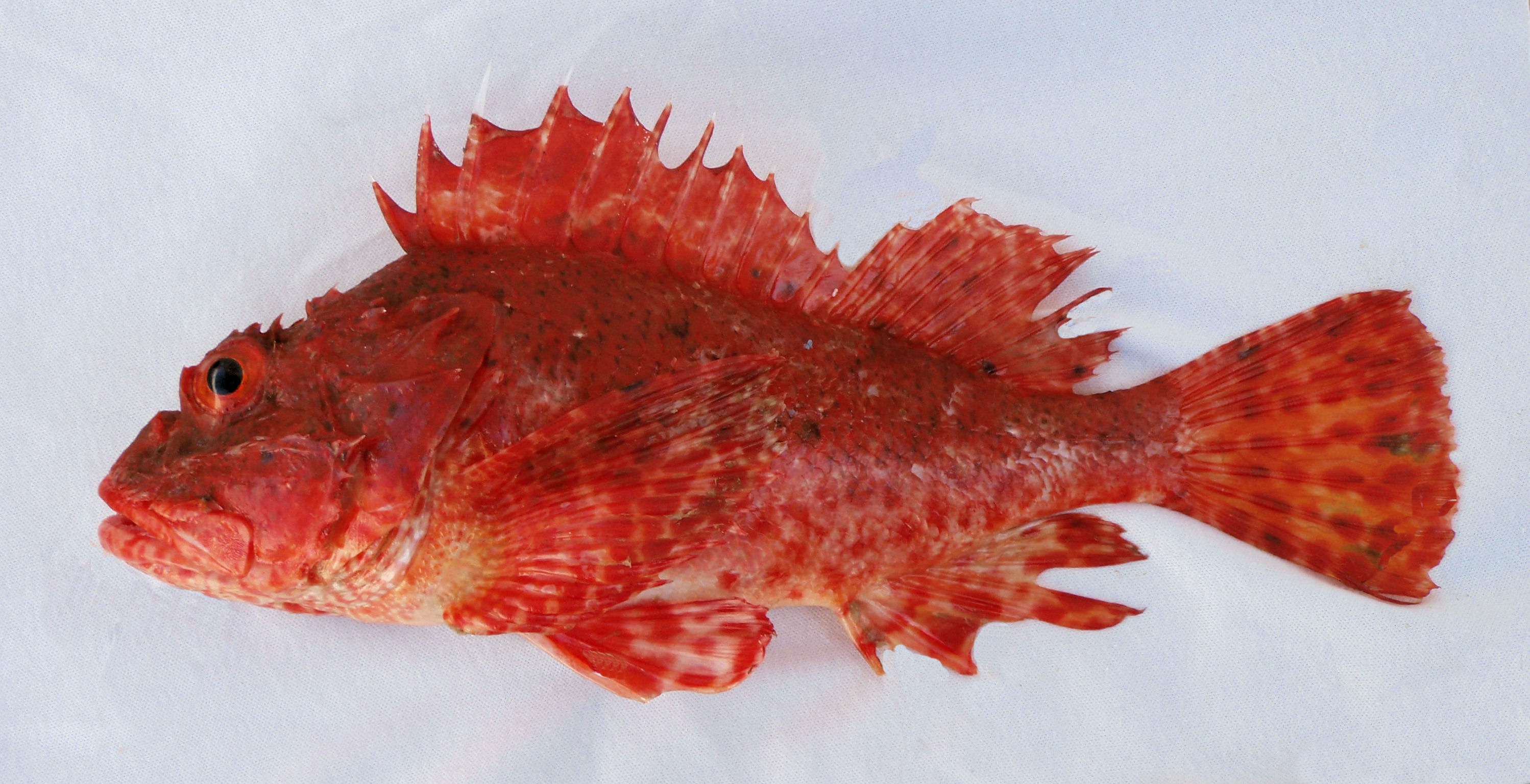 Peruvian Scorpionfish | Mexico – Fish, Birds, Crabs, Marine Life ...