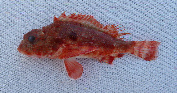 Player Scorpionfish (5)