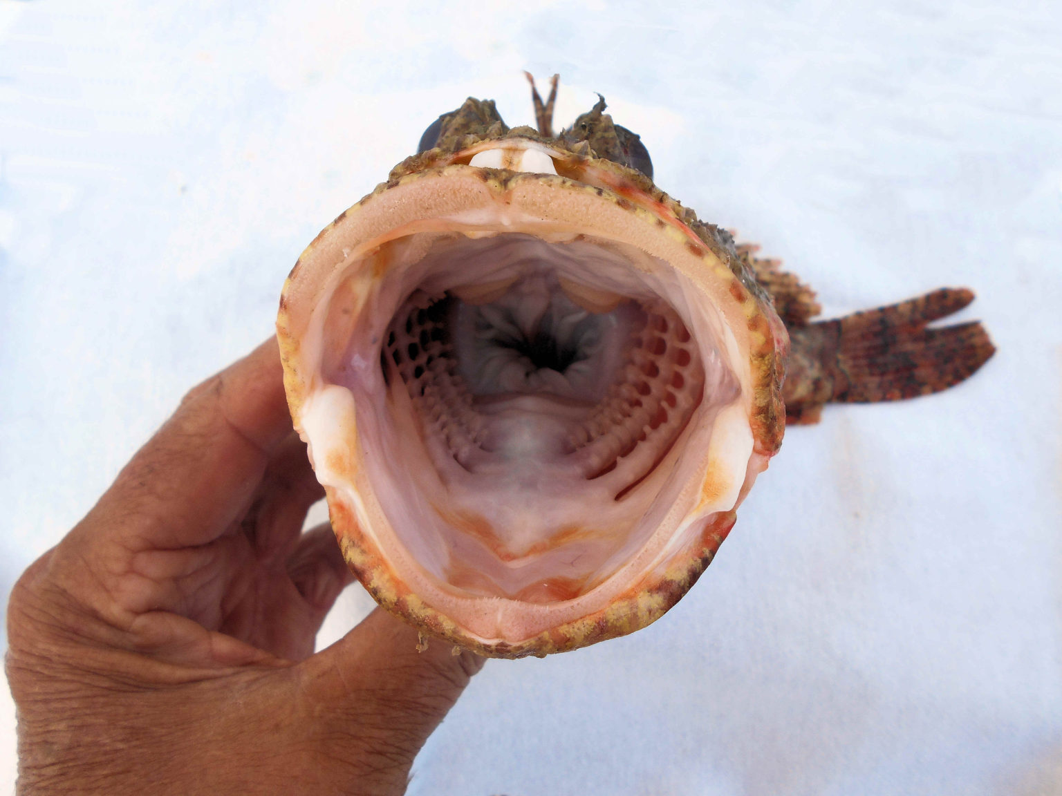 Stone Scorpionfish | Mexican Fish.com