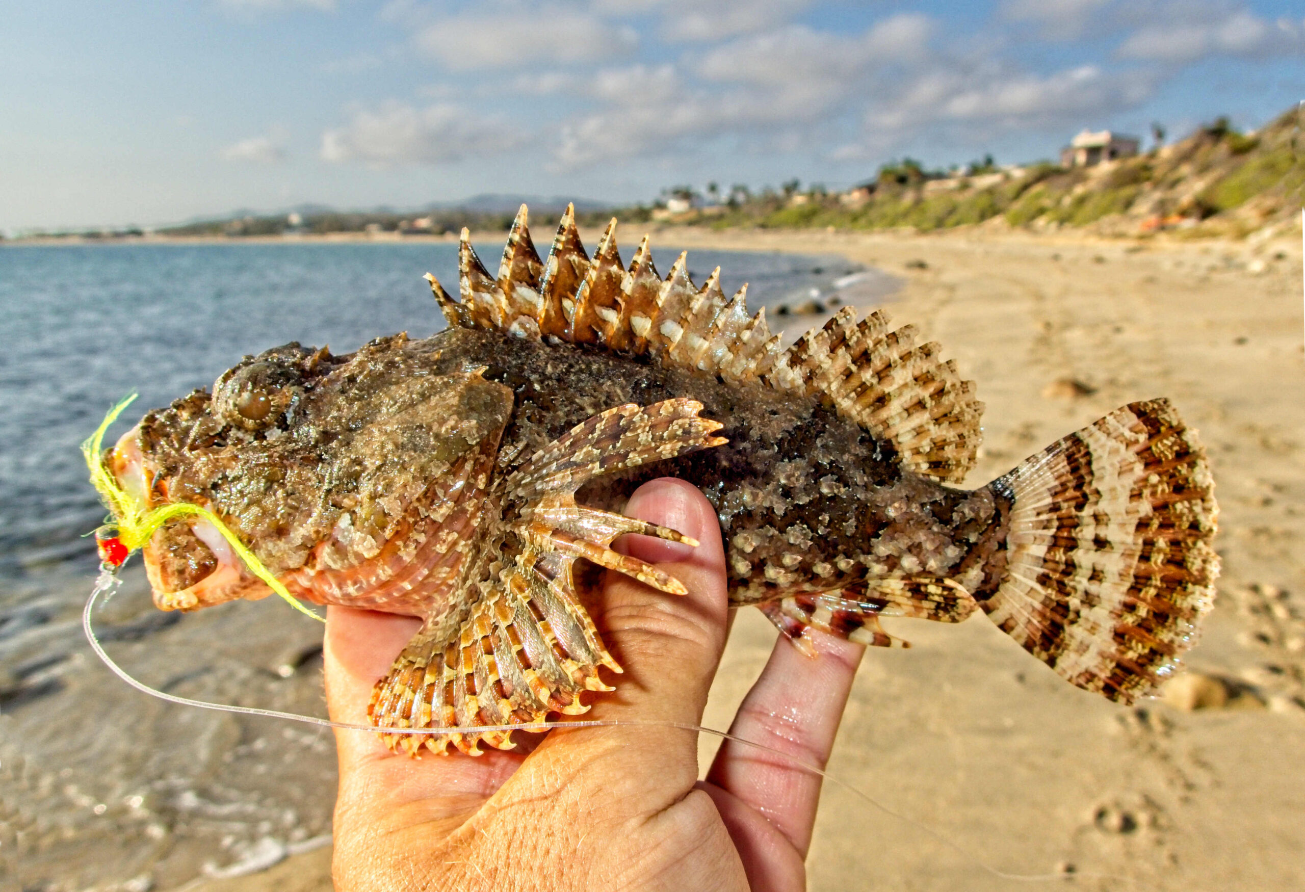 Stone Scorpionfish | Mexico – Fish, Birds, Crabs, Marine Life, Shells ...