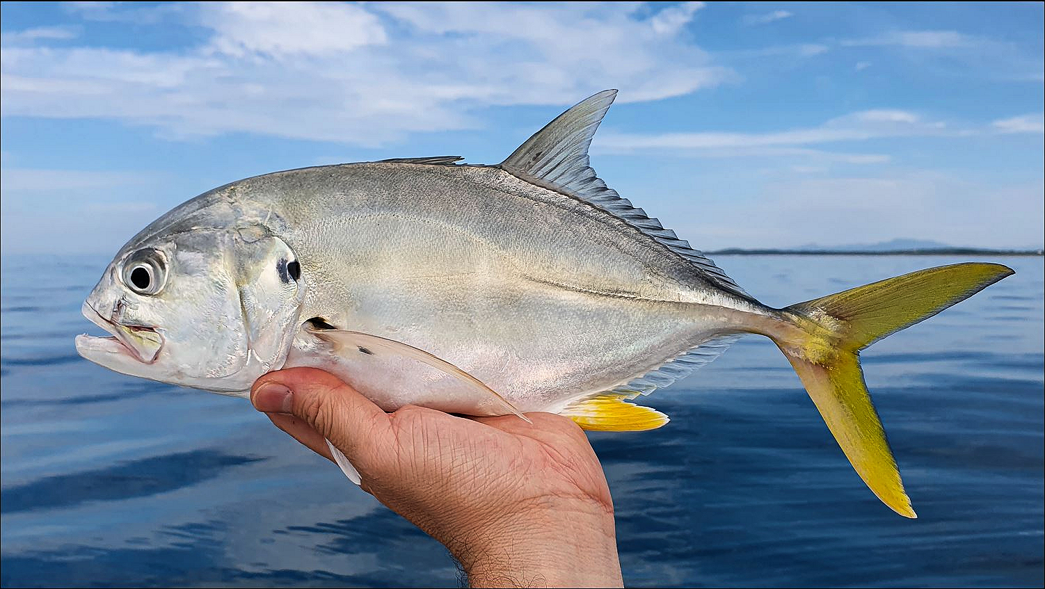 Jack Fish Pacific Crevalle Jack | Mexican Fish.com